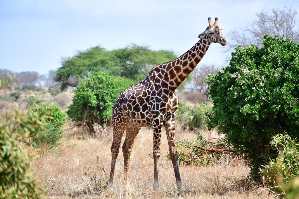 Tsavo East National Park